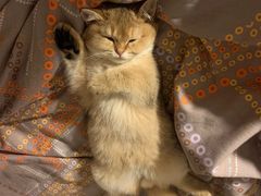 -东方名猫馆·英短金渐层布偶猫舍(环线广场1号楼店)