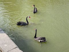 -芭东小镇温泉