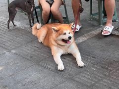 -黄潇洒老火锅(九眼桥宏济巷店)