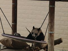 -石家庄市动物园