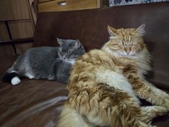 -MOCHA明星猫咖(田子坊店)