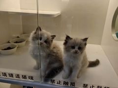 -小猫来了·猫咪专售(红山六九七九店)