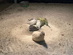 -上海大自然野生昆虫馆(东方明珠·爬宠昆虫探索中心)