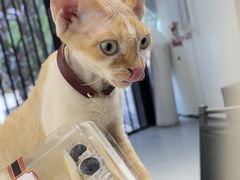 -琪喵猫屋·撸猫猫咖·猫舍