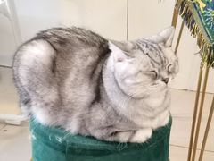 -平行世界·猫咖(首经贸店)