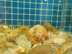 -郭姐·威海渔村(黄兴路店)