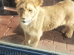 -大连森林动物园