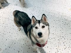 -Husky Go!哈士奇体验馆·宠物咖啡厅狗咖