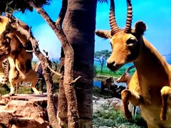 -国家自然博物馆