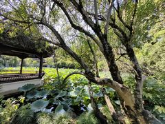 -上海醉白池公园