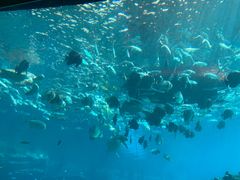 -海棠湾洲际-涛·海底餐厅·美人鱼·自助餐·海底隧道