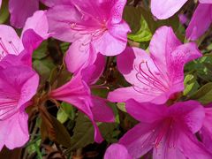 -宜昌富力皇冠假日酒店·咖啡1号西餐厅