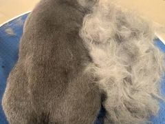 -酷狗靓猫宠物·洗护·美容·寄养(航北路店)