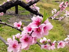 upload_pic-南汇桃花村