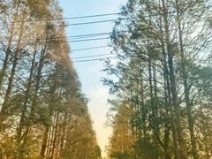-上海都市菜园