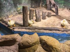 -正佳雨林生态植物园