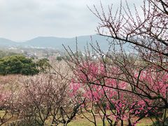 -香雪海