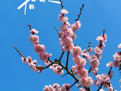 -梅花山(明孝陵内)