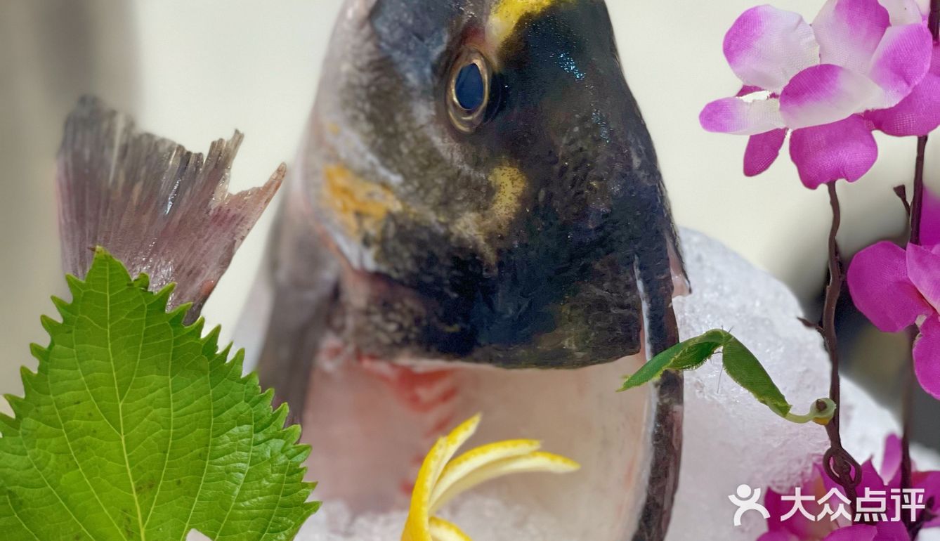 🐟无鱼生不夏天#