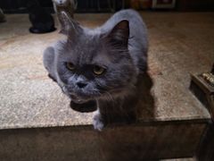 -more than meow吴止猫主题餐厅(承德 中船汇店)