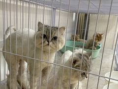 -喵百万·布偶·蓝金金渐层英短·猫舍(百子湾店)