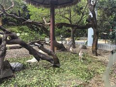 -美食小镇·观赏珍稀鸟类·长隆熊猫酒店