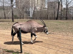 -大连森林动物园