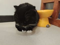 -共舞时光猫咖·狗咖(新街口店)