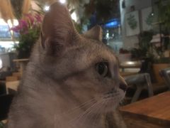 -吉丁鸟咖·异宠·寄养