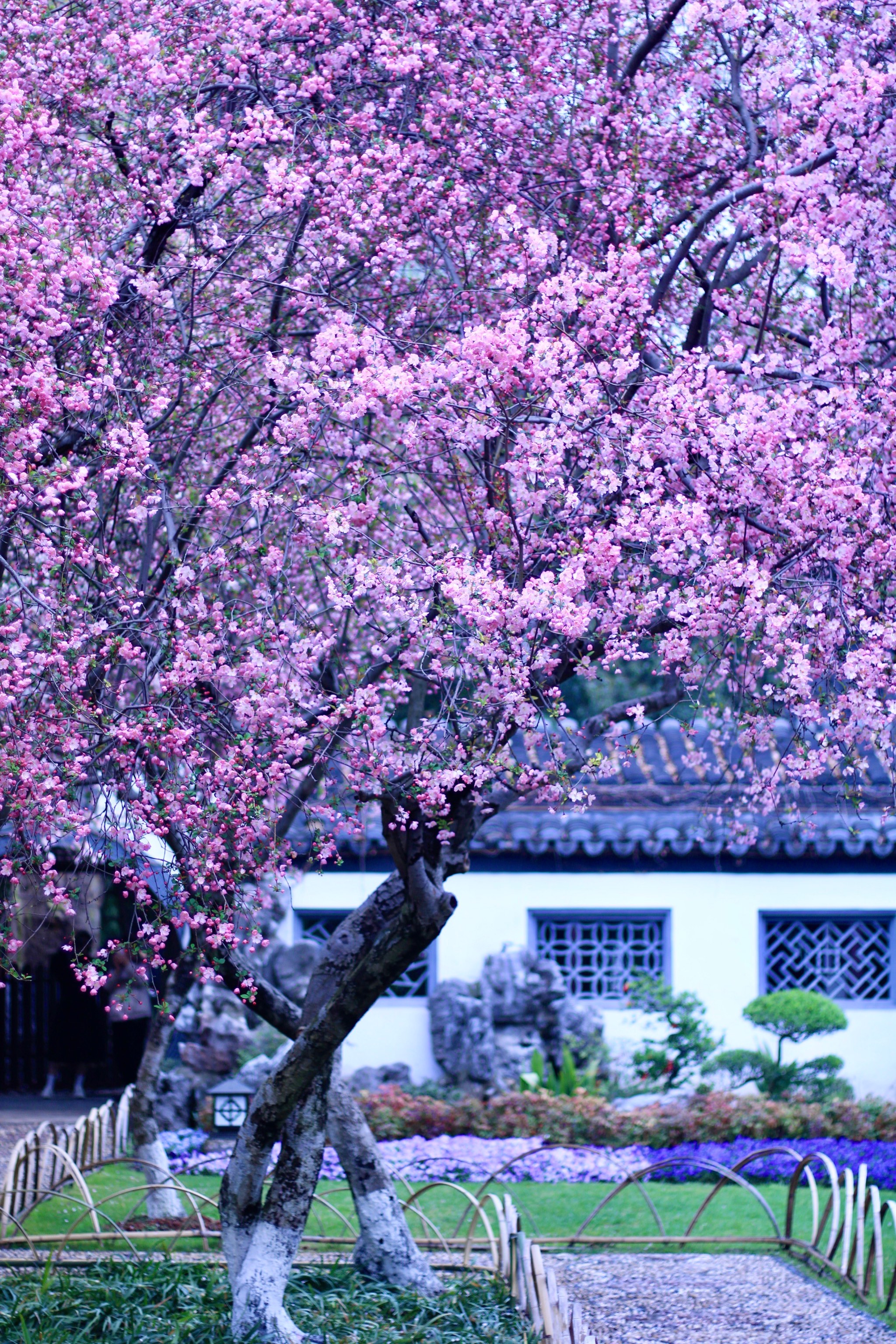 海棠树开花图片图片