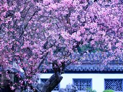-莫愁湖公园
