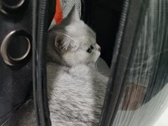 -伟伟宠物医院·CT影像中心·瑞派犬猫综合性门诊(汉口总院)