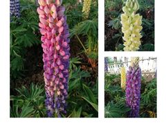 -白塘生态植物园