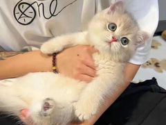 -欣宠猫屋·矮脚拿破仑·蓝金金渐层