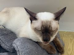 -Heymao猫咖.咖啡厅(东门店)