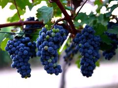 -白鹿原葡萄主题公园