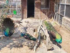 -苏州上方山国家森林公园