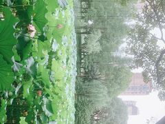 -陈家山荷花公园