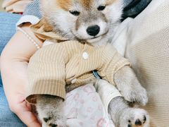 -逗柴咖啡屋·狗咖猫咖宠物桌游