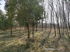 -淇河国家湿地公园