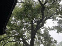 -西园戒幢律寺