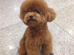 派多格宠物店(晋丰大厦店)-派多格宠物(鼓楼店)