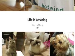 -more than meow吴止猫主题餐厅(承德 中船汇店)