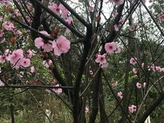 -铁山坪森林公园