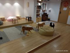 -南京Hallo宠物乐园·哈罗犬舍·柴犬繁育基地