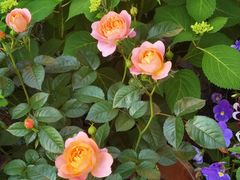 -世纪联华超市(浦电路店)