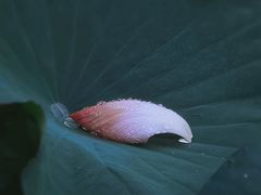 -陈家山荷花公园