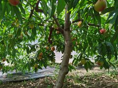 -田趣农庄草莓采摘园