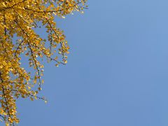 -三里屯东五街银杏大道