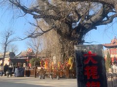 -大槐树寻根祭祖园